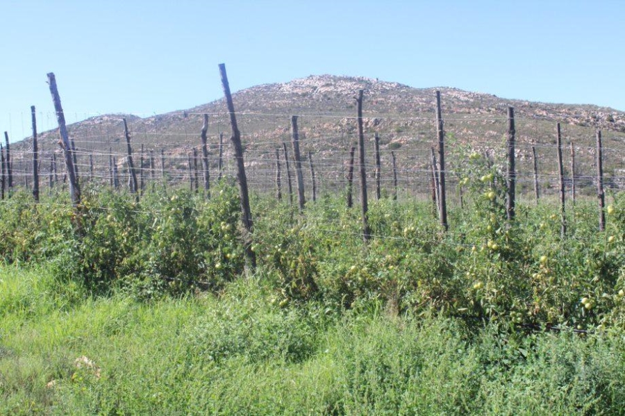 0 Bedroom Property for Sale in Haarlem Western Cape